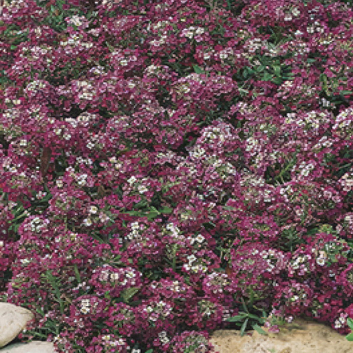 Seed Alyssum Royal Carpet Seealyrca - Garden Express Australia