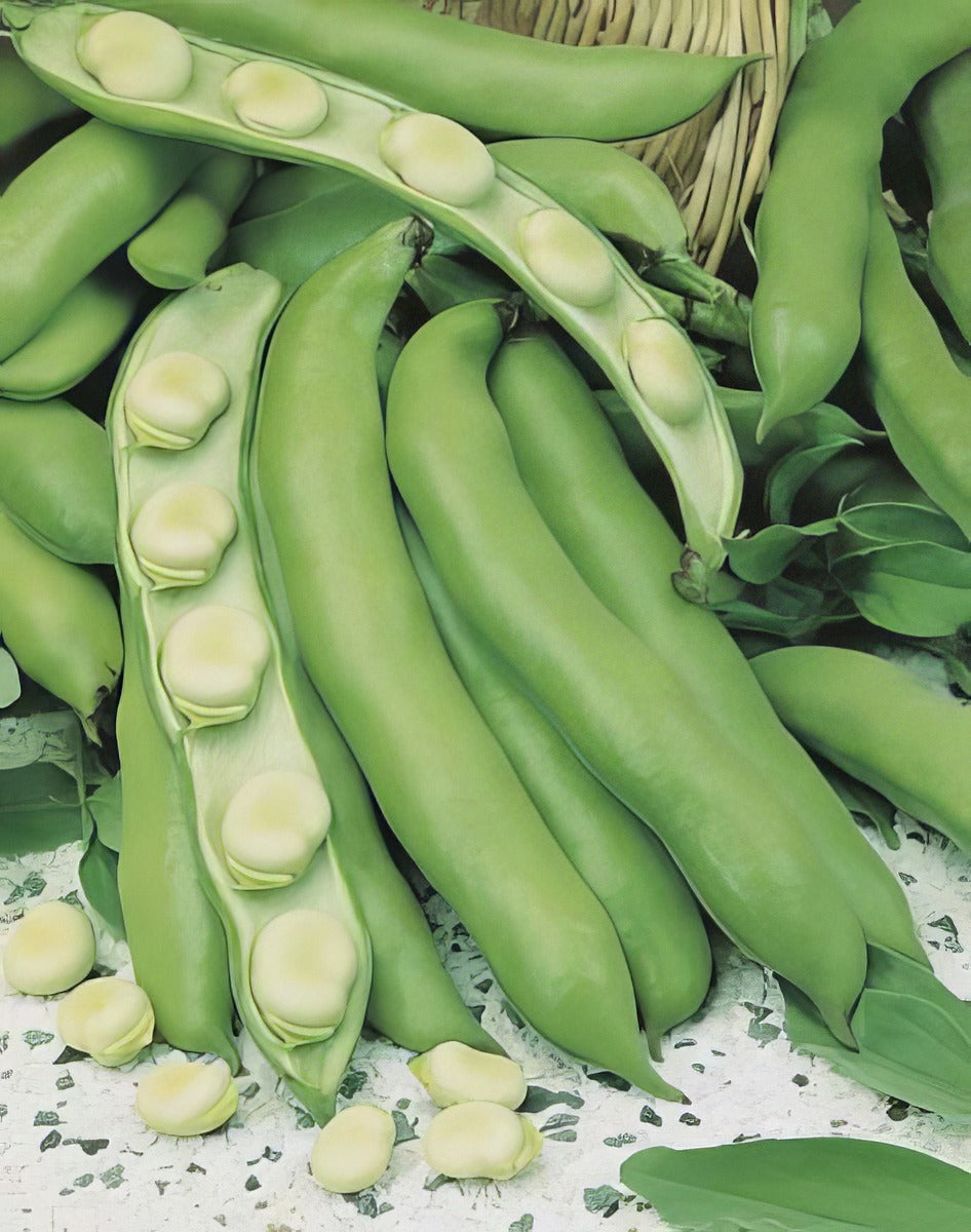 Broad Bean Coles Early Dwarf 60g Pk 16 - Garden Express Australia