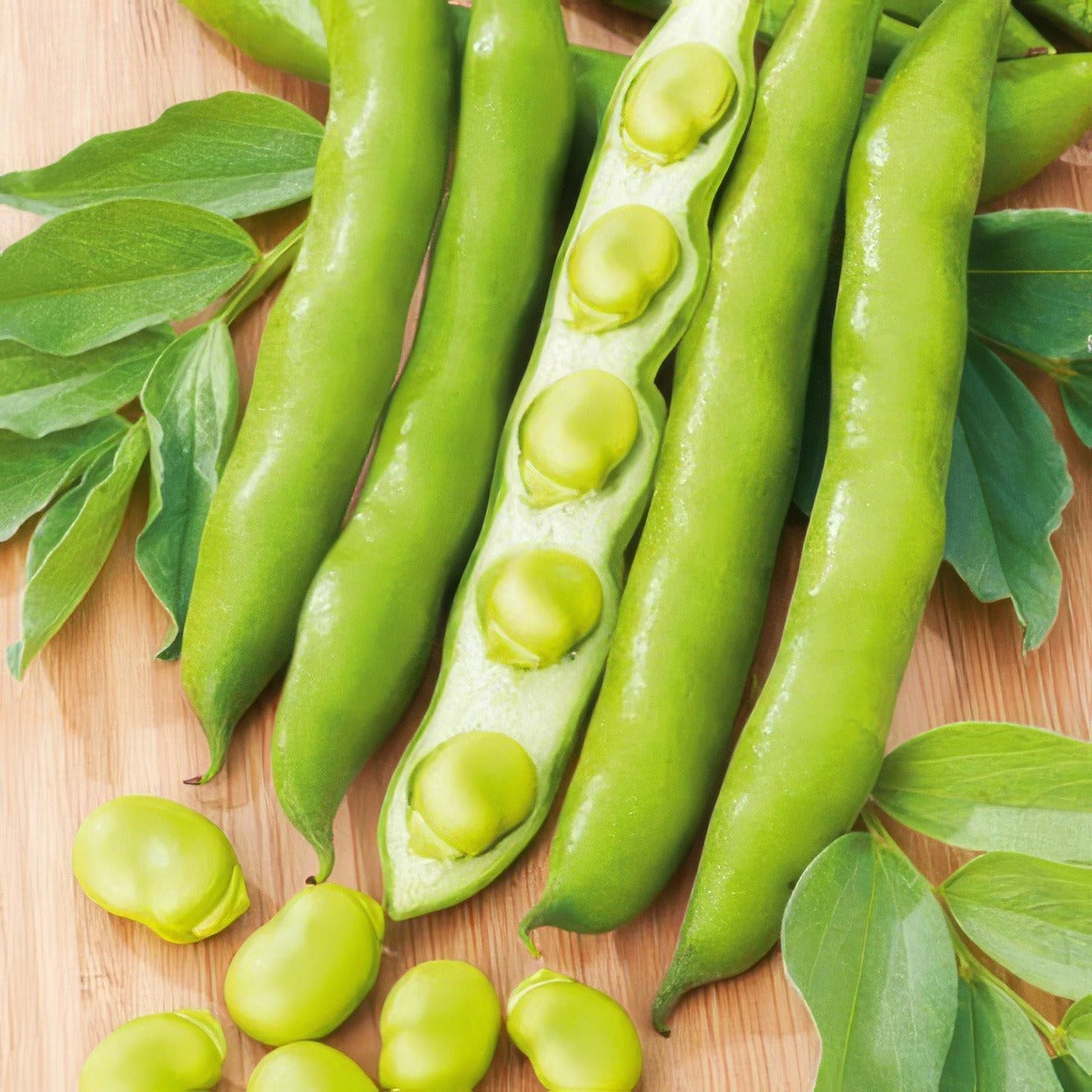 Broad Bean Early Long Pod Seebbeelp - Garden Express Australia
