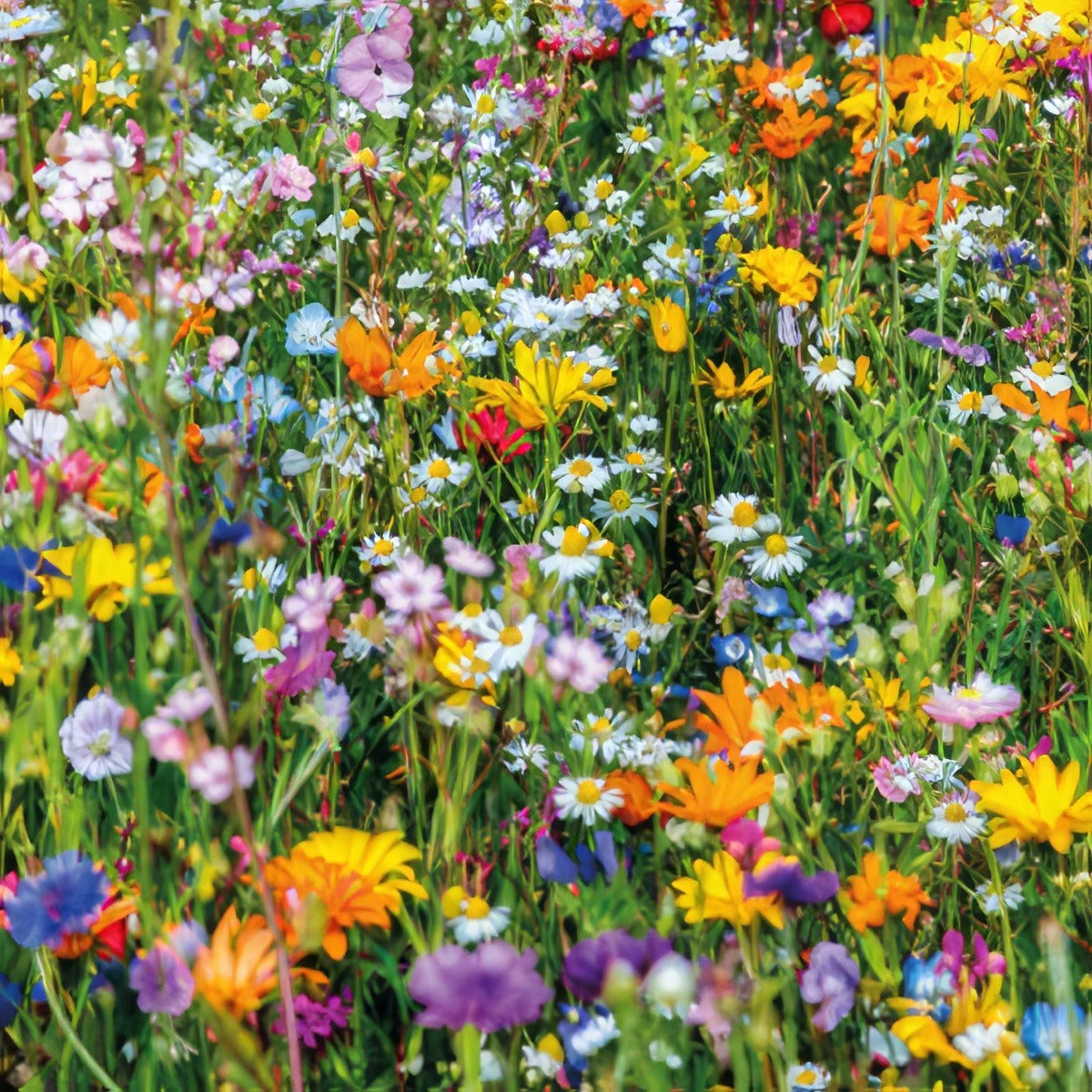 Seed Beneficial Insect Mix Seebenimx - Garden Express Australia