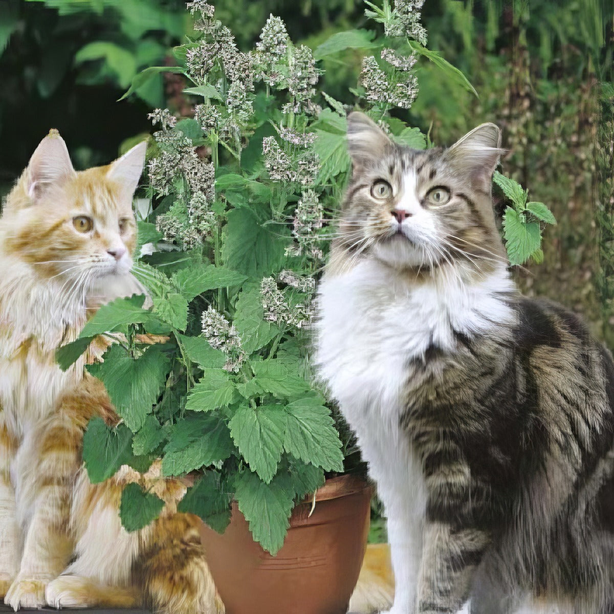 Seed Catmint Seecatmin - Garden Express Australia