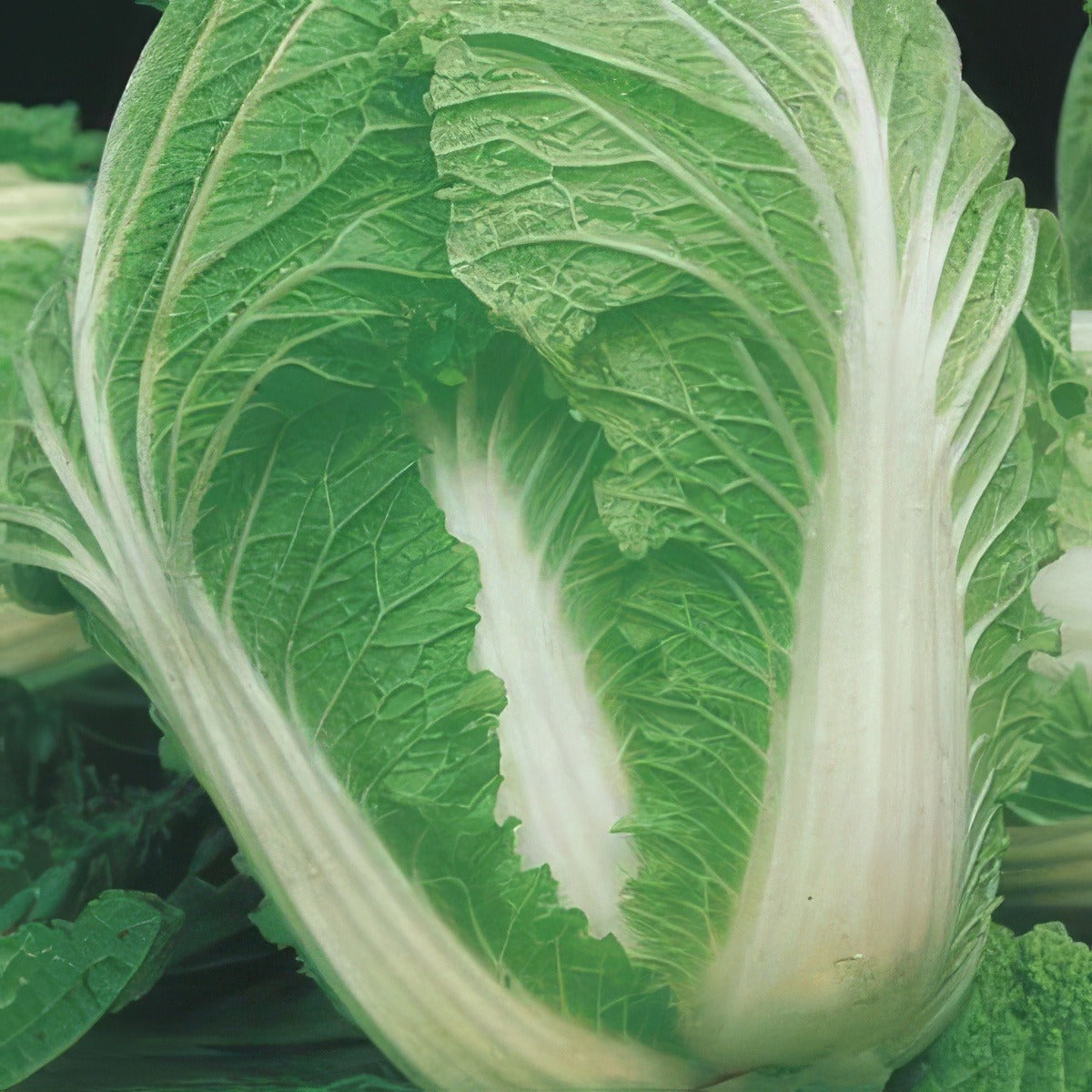 Chinese Cabbage Wong Bok 100 Pk 16 - Garden Express Australia