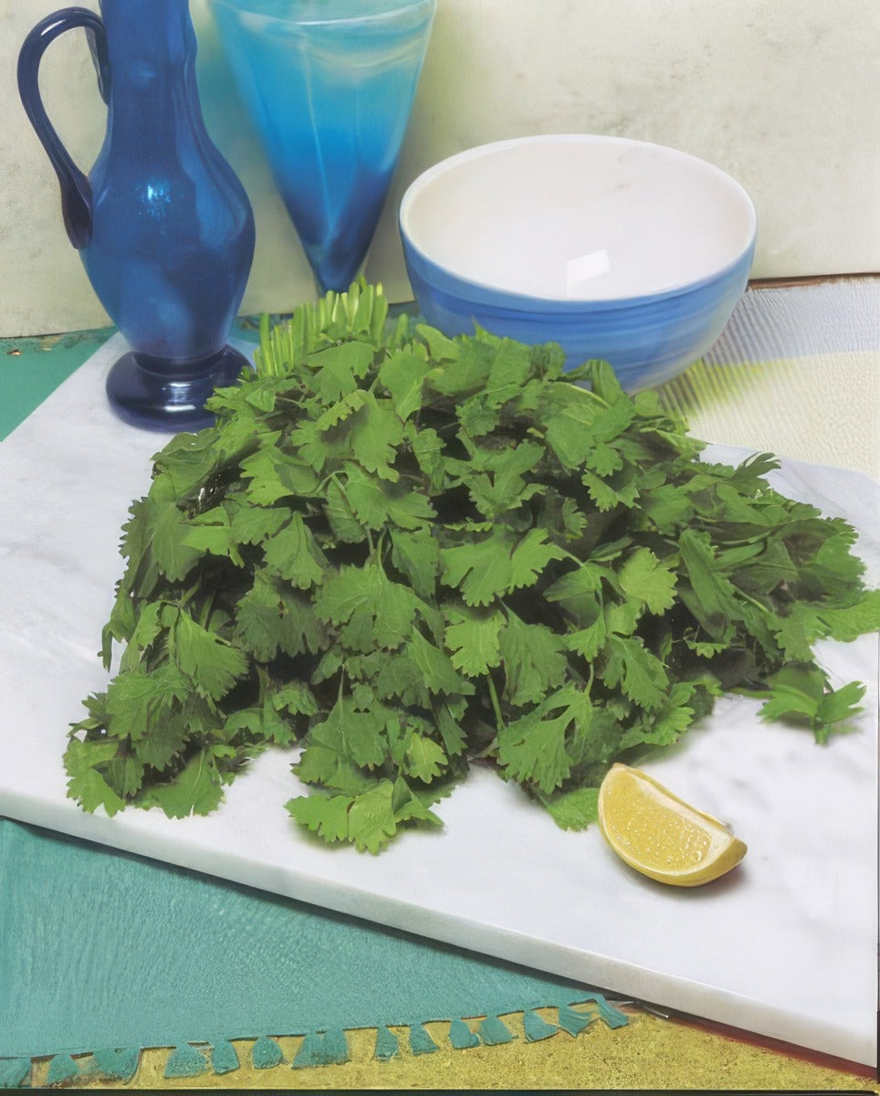 Coriander Lemon 100 Pk 16 - Garden Express Australia