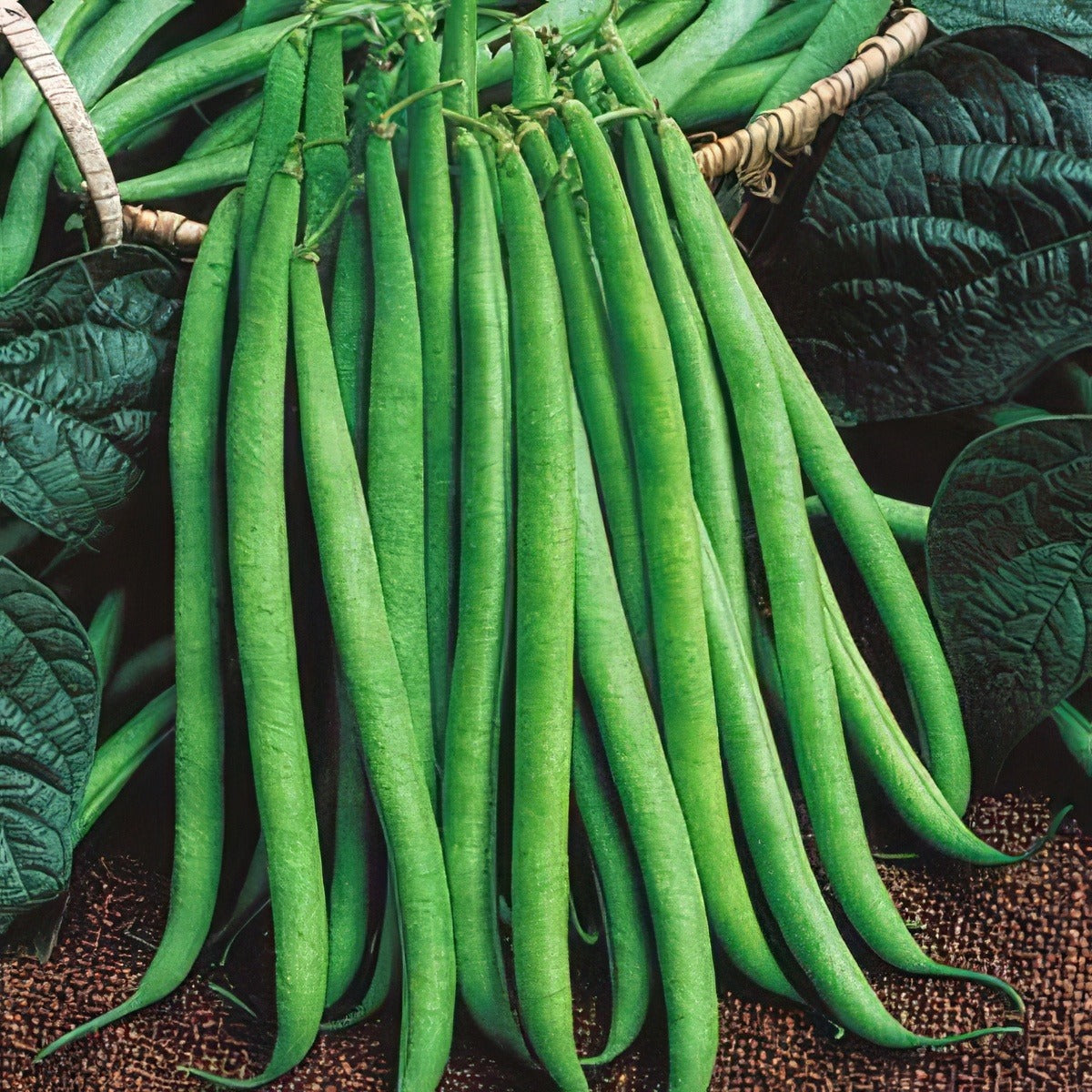 Dwarf Bean Snapbean 01 - Garden Express Australia