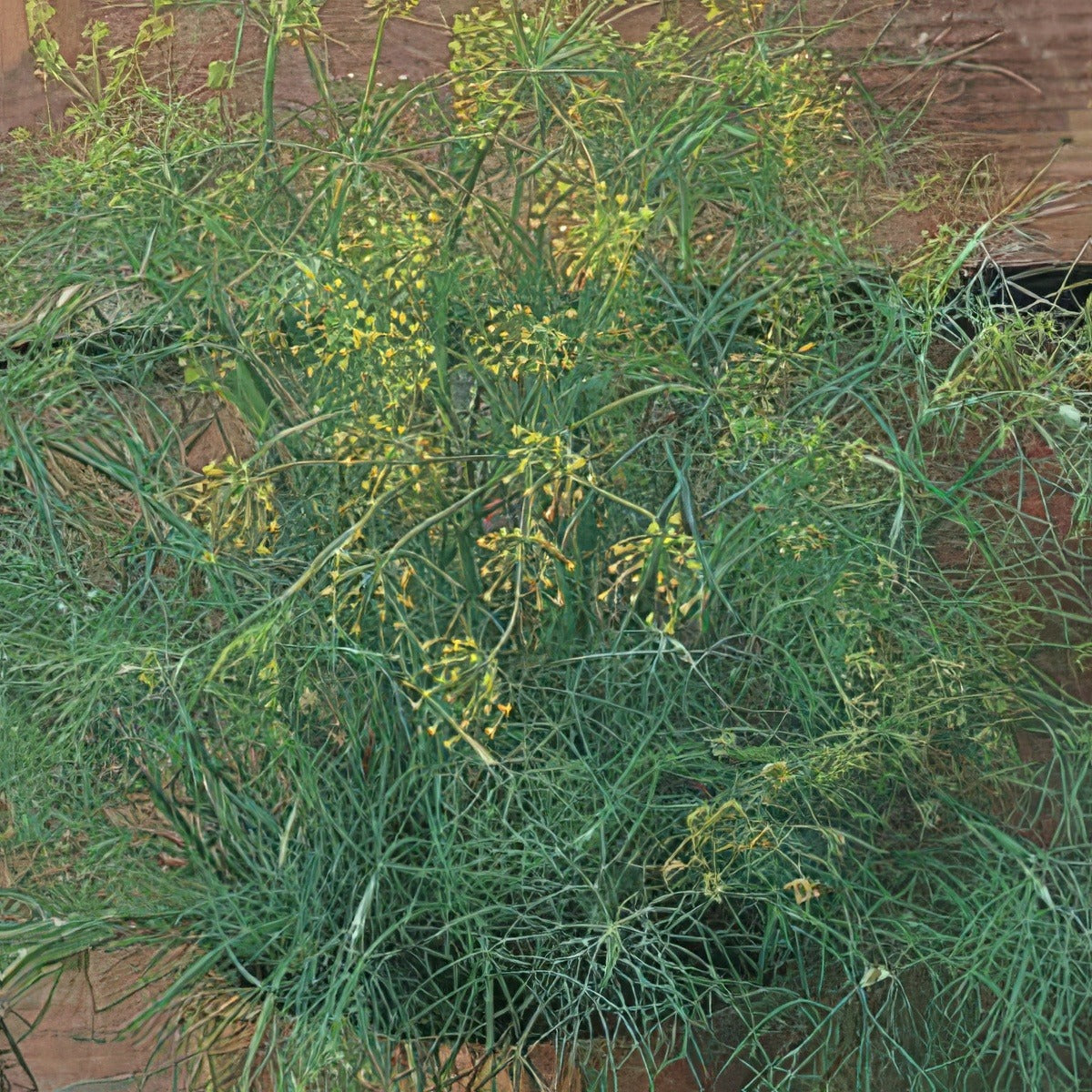 Dill 750pk 16 - Garden Express Australia