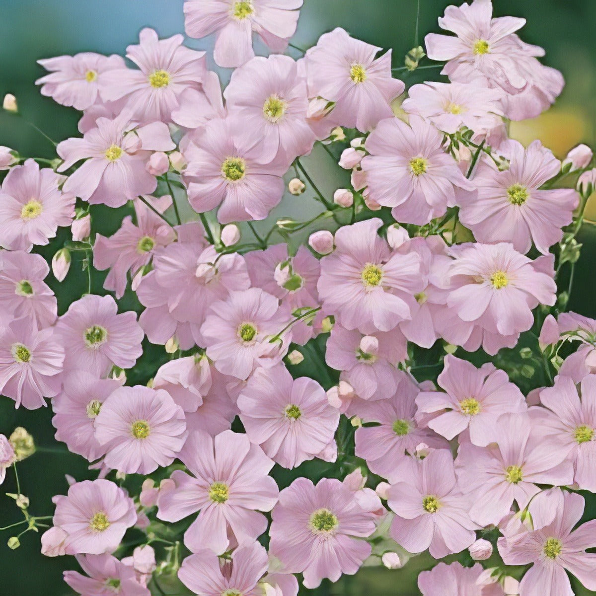Seed Gypsophila Bright Rose 2019 Seegypbro - Garden Express Australia
