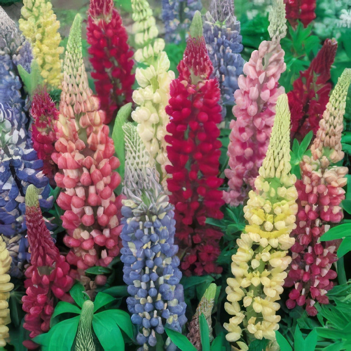Lupins Mixed - Garden Express Australia