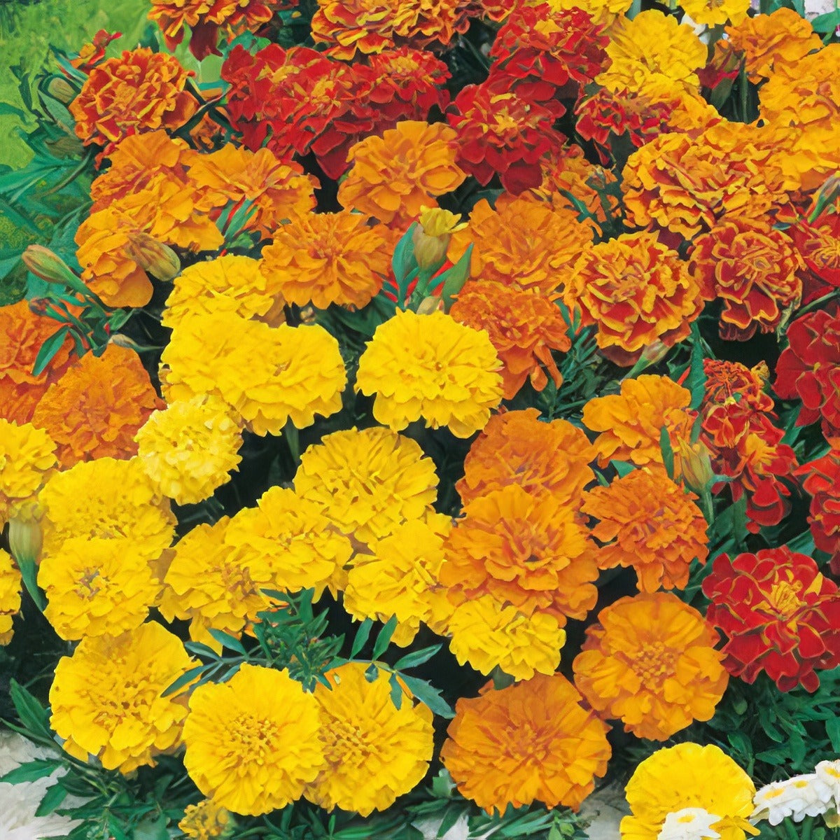 Seed Marigold French Dwarf Double Mixed Seemarddm - Garden Express Australia