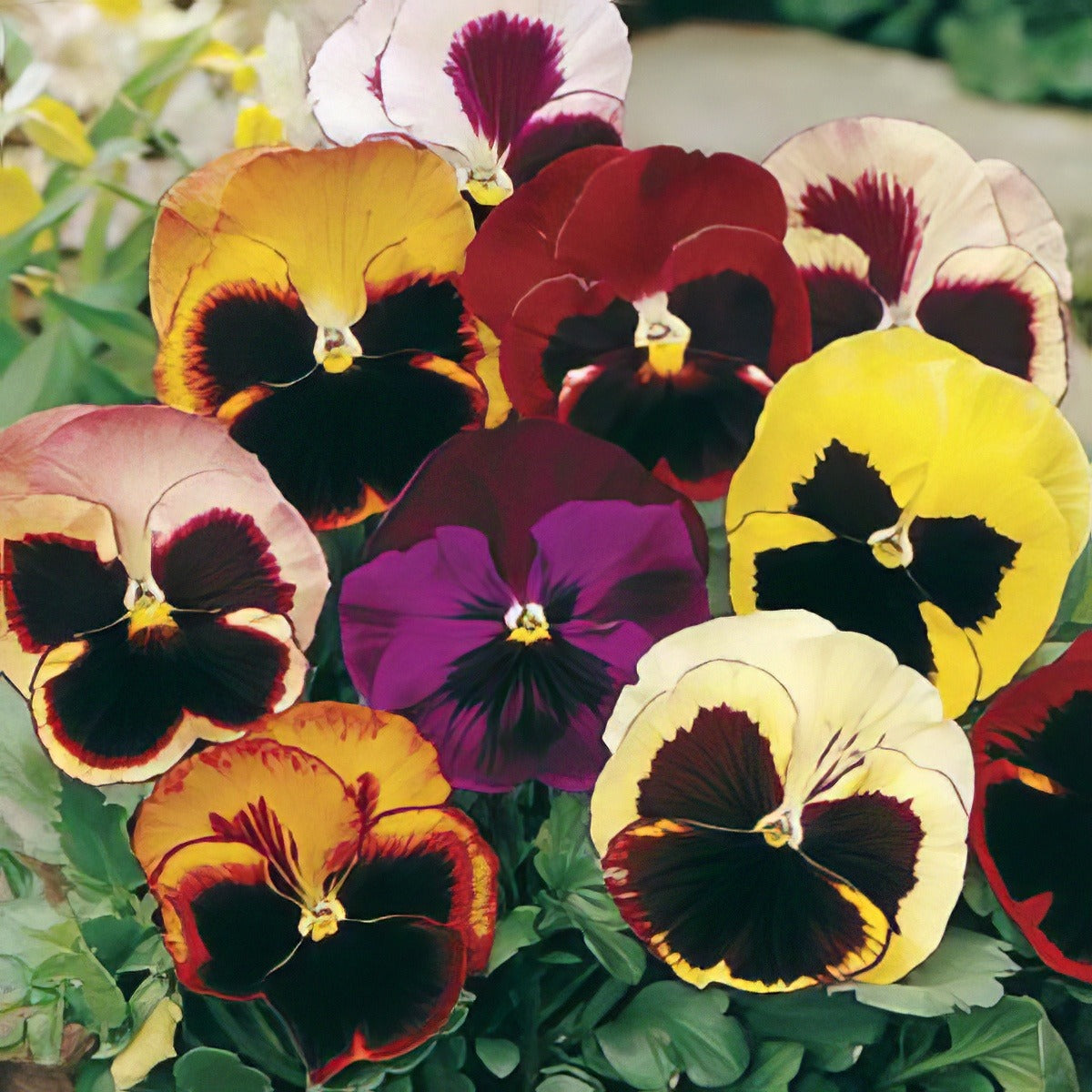 Seed Pansy Swiss Giants Mixed 2019 Seepansgm - Garden Express Australia
