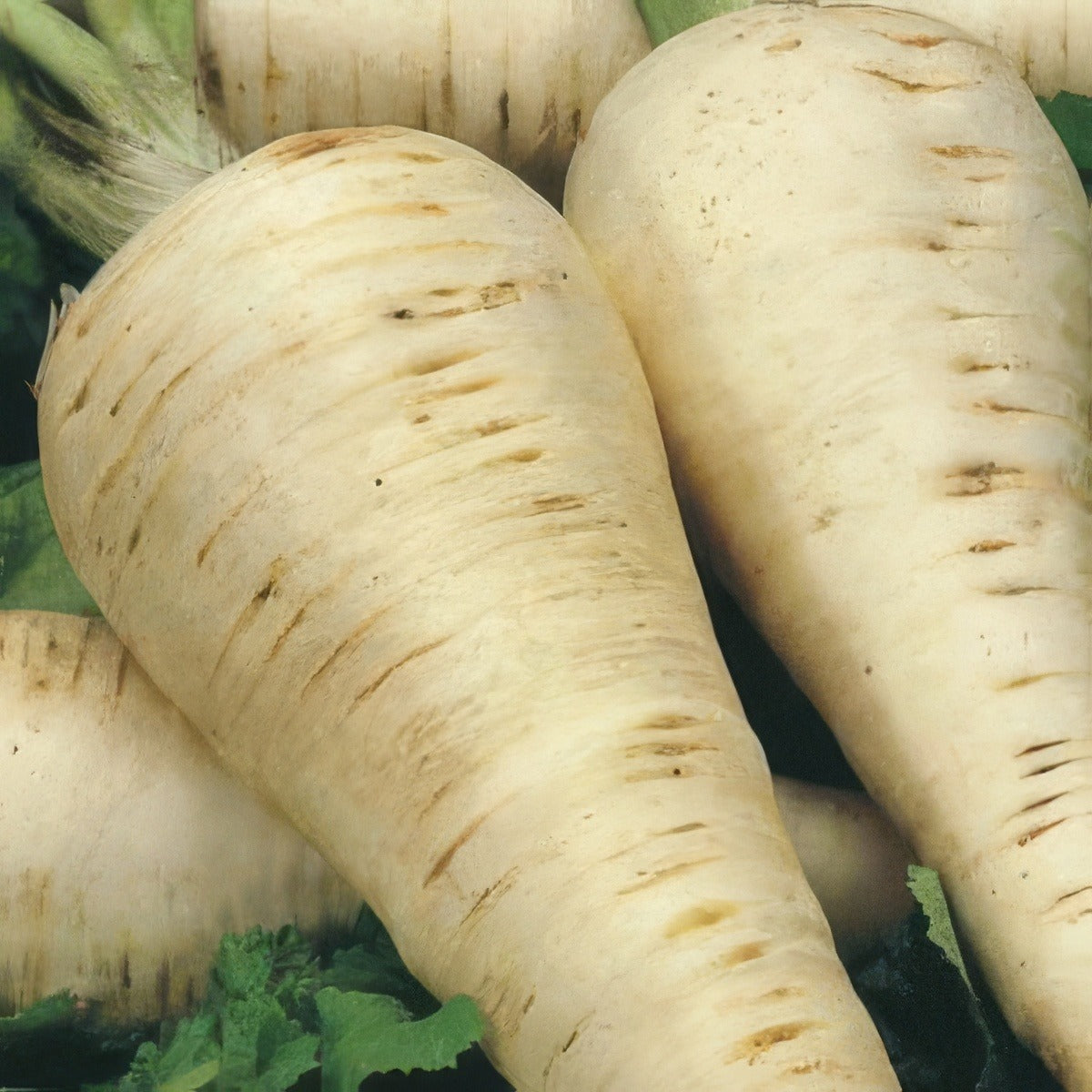 Parsnip Hollow Crown 16 - Garden Express Australia