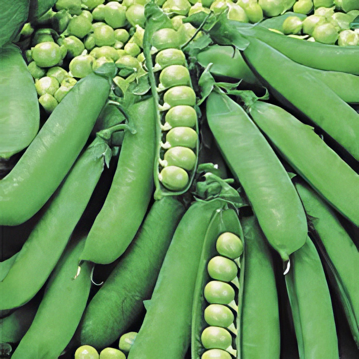 Vege Seed Pea 2012 - Garden Express Australia