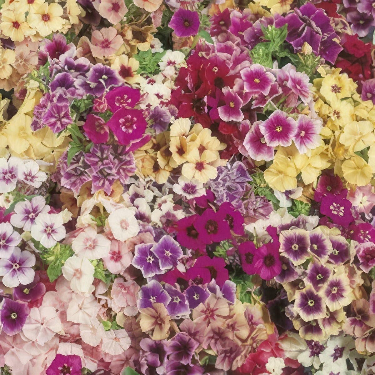 Seed Phlox Tapestry Seephltap - Garden Express Australia