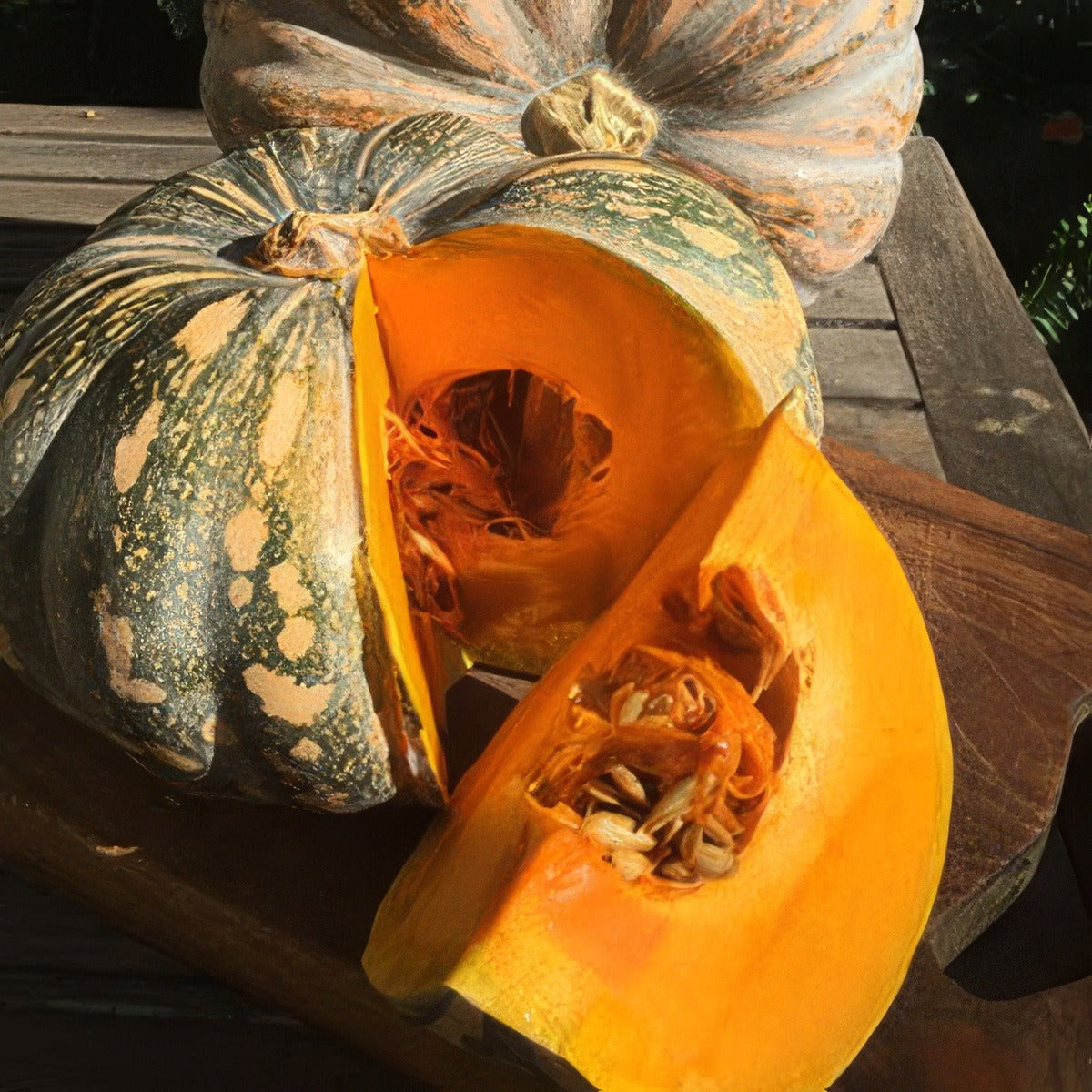 Seed Pumpkin Jap Seepumjap - Garden Express Australia
