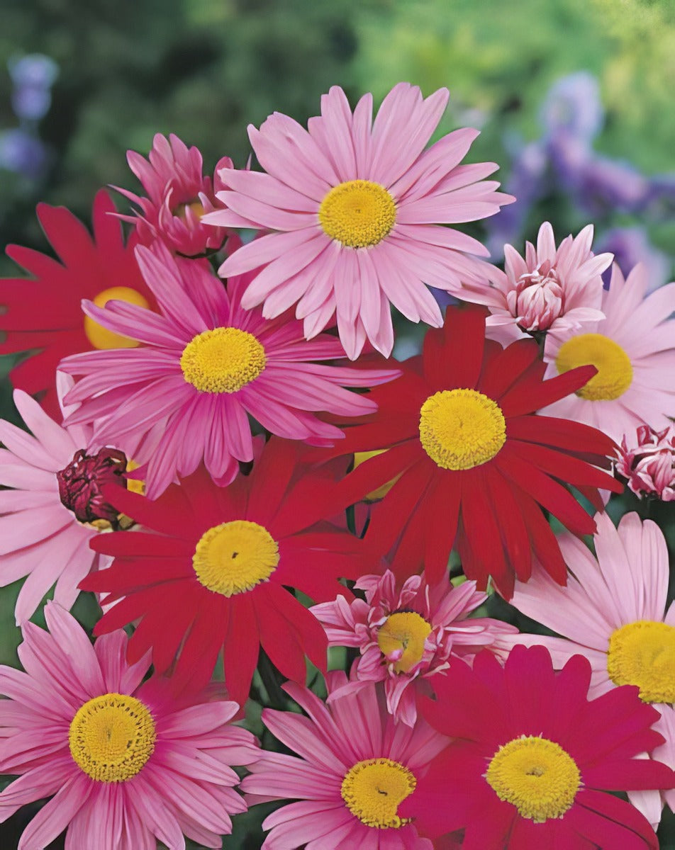 Pyrethrum Large Flowered Hybrids 16 - Garden Express Australia