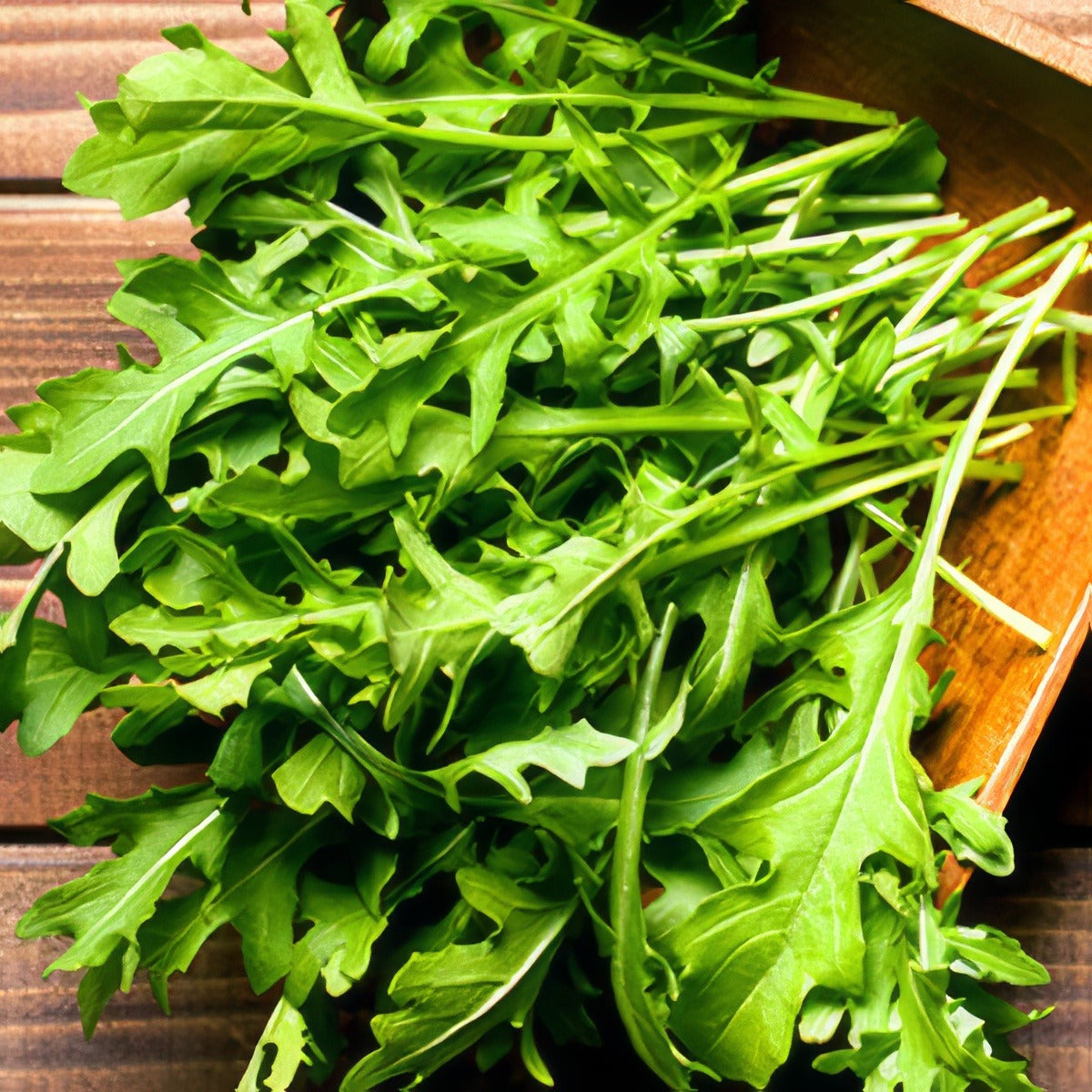 Seed Rocket Salad Seerocket - Garden Express Australia