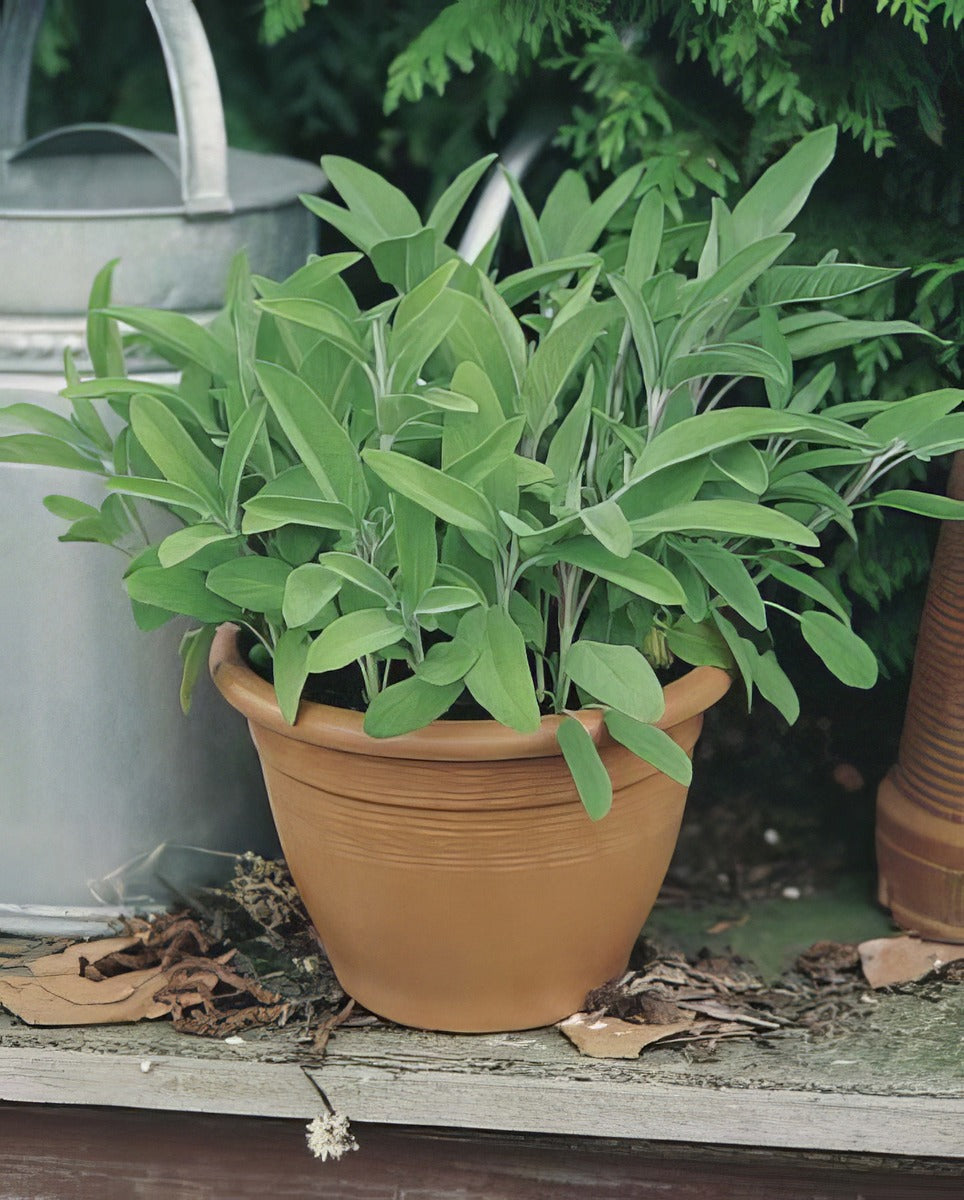 Sage 16jpg - Garden Express Australia