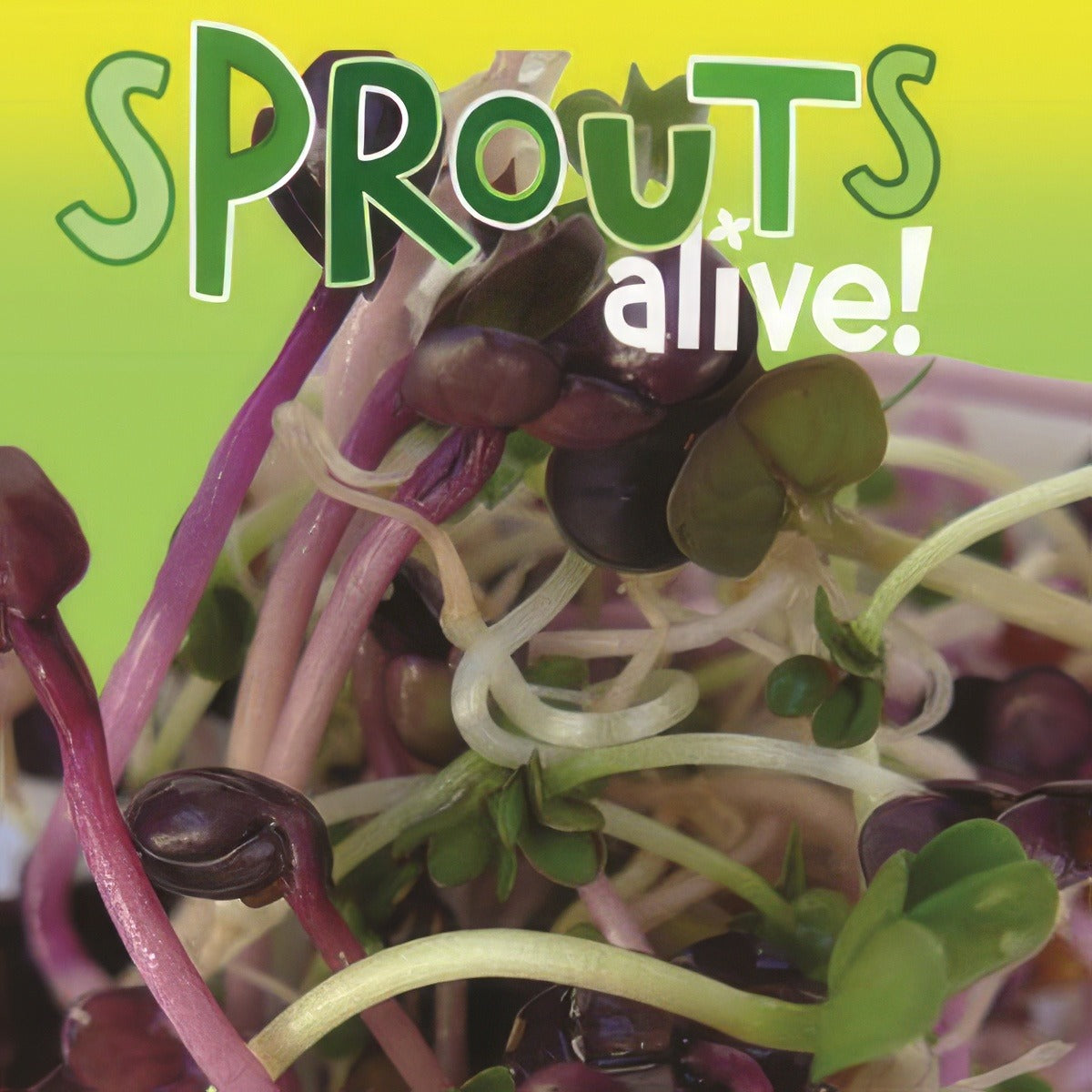 Sprouts Alive Hot Spicy Seesalhas - Garden Express Australia