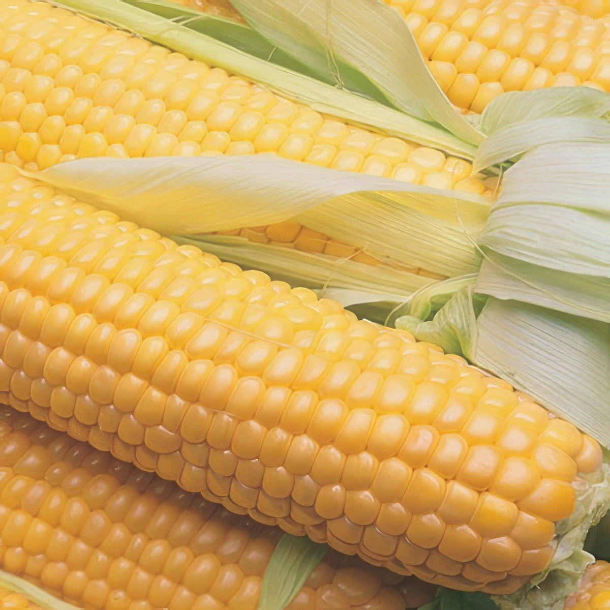 Seed Sweet Corn Terrific F 1 Seescoter - Garden Express Australia