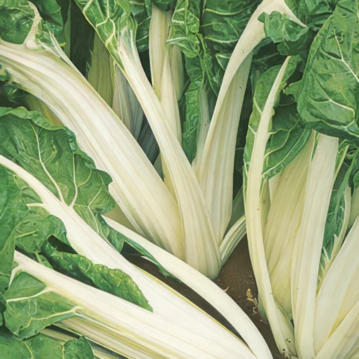 Seed Silverbeet Fordhook Giant 2019 Seesilfgi - Garden Express Australia