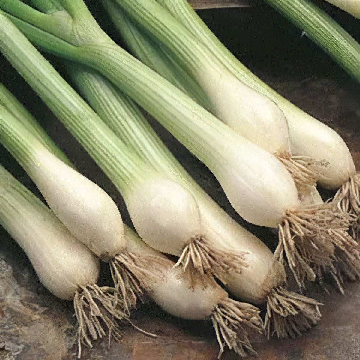 Spring Onion White - Garden Express Australia
