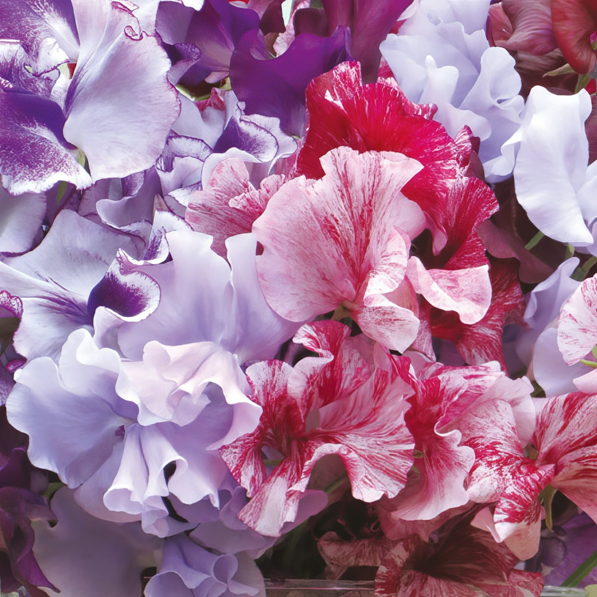 Sweet Pea Metaphor Mix Seespemet - Garden Express Australia