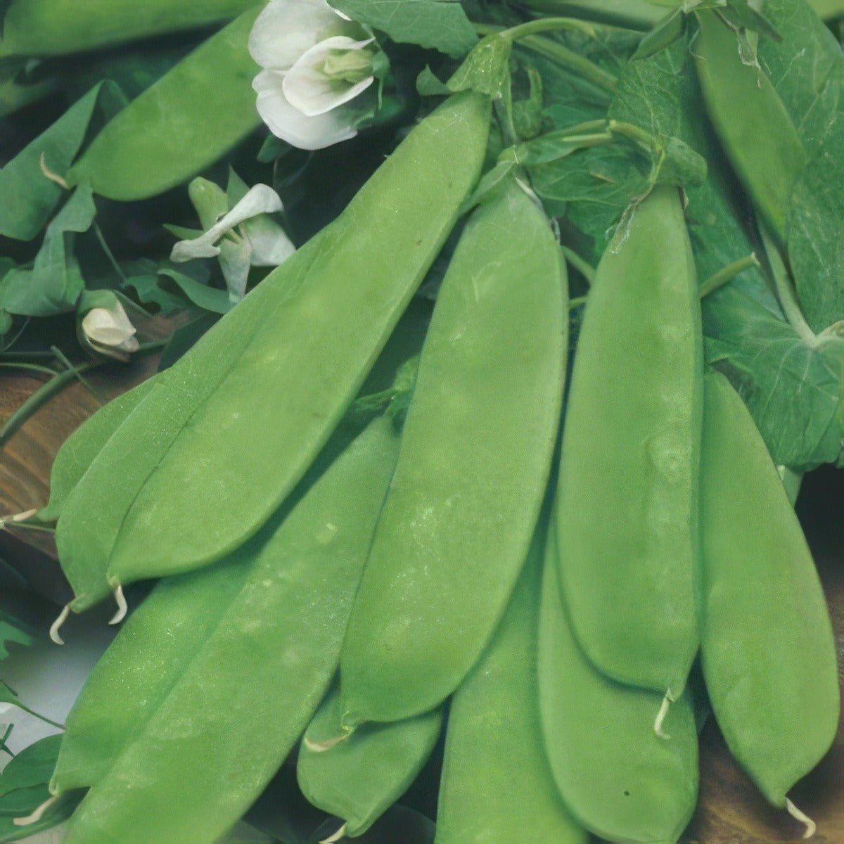 Seed Snow Pea Oregon Dwarf 2019 Seespeodw - Garden Express Australia
