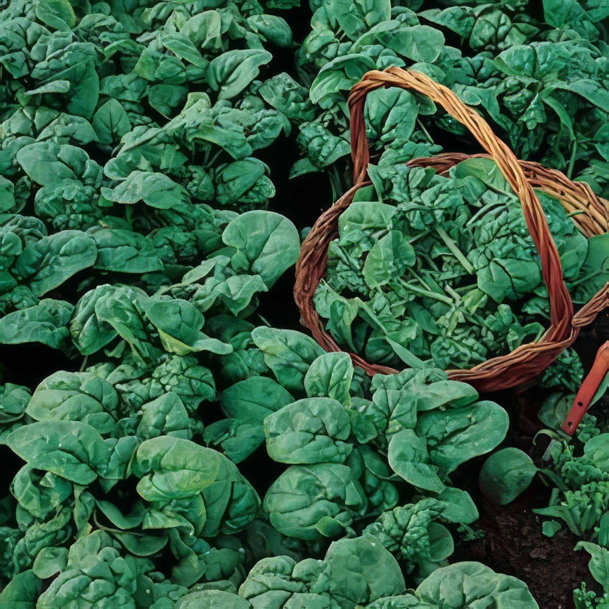 Seed Spinach Viking 2019 Seespivik - Garden Express Australia