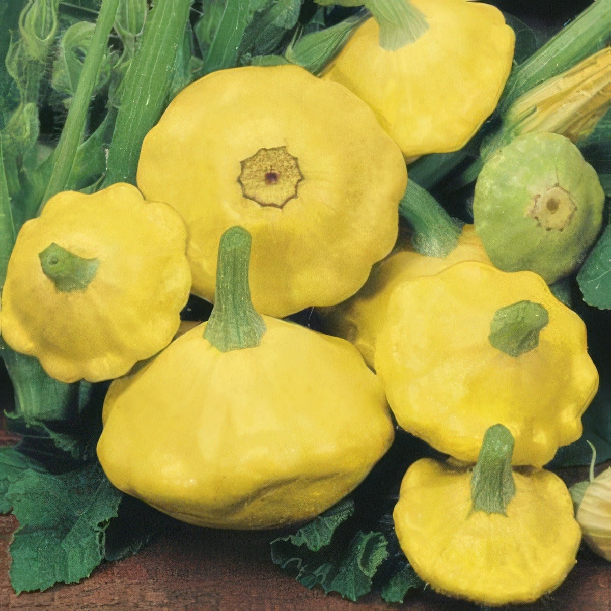 Squash Yellow Scallop Seesquysc - Garden Express Australia