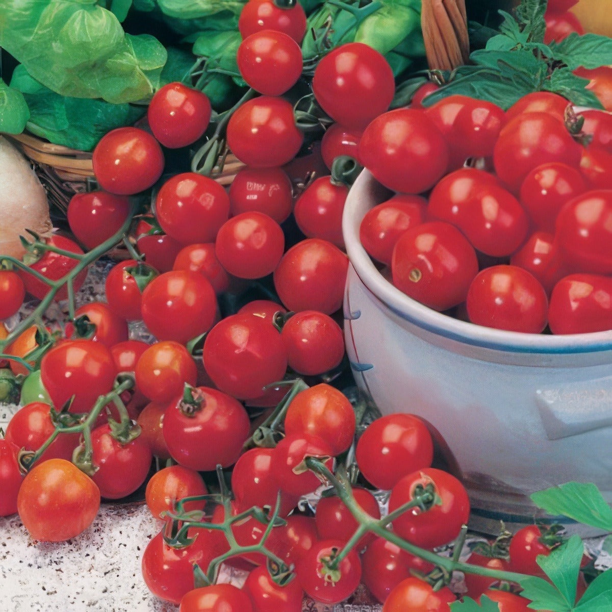 Seed Tomato Tiny Tom Seetomttom - Garden Express Australia