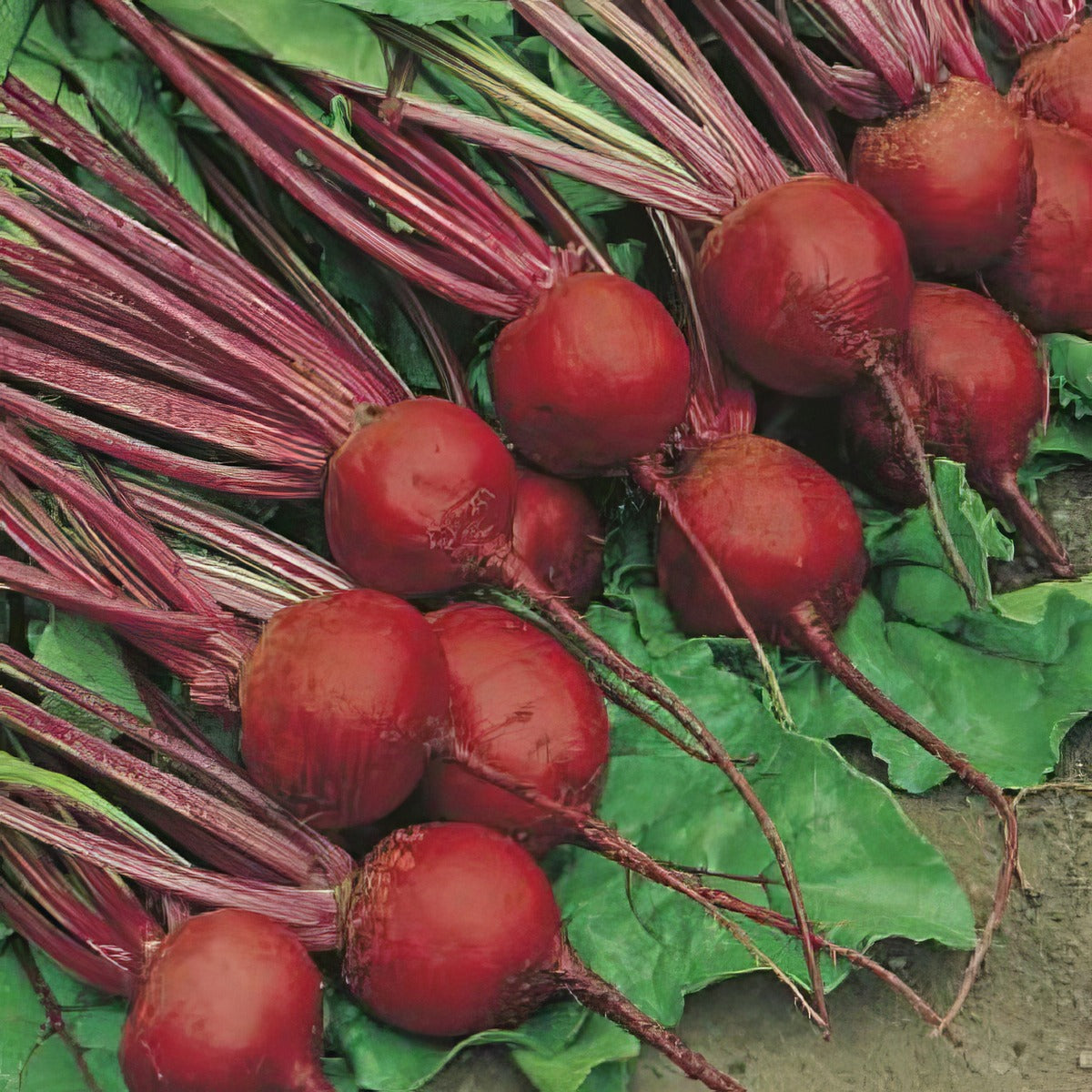 Beetroot Crimson Globe Value Pack Seevpbcgl - Garden Express Australia