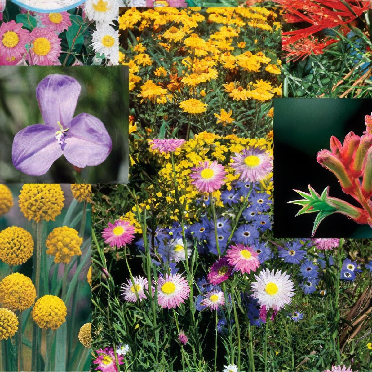 Wildflower Seed Australian Native Mix Seewseana - Garden Express Australia