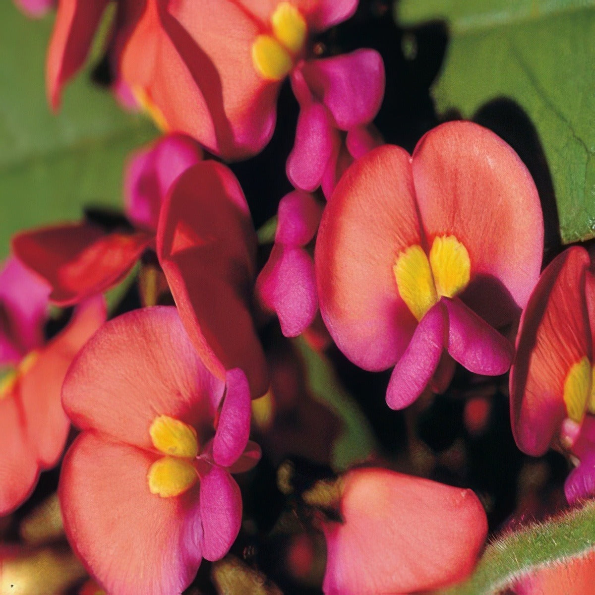 Wildflower Seed Coral Creeper Seewseccr - Garden Express Australia