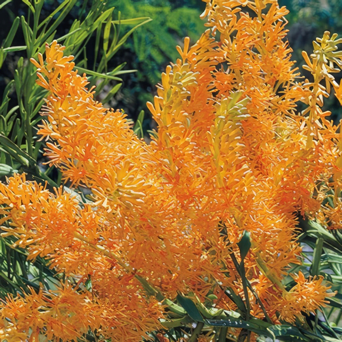 Wildflower Seed West Australian Christmas Tree - Garden Express Australia