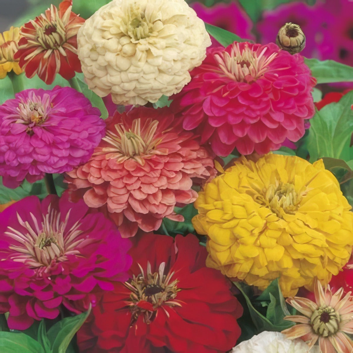 Seed Zinnia Early Wonder Mixed Seezinewm - Garden Express Australia