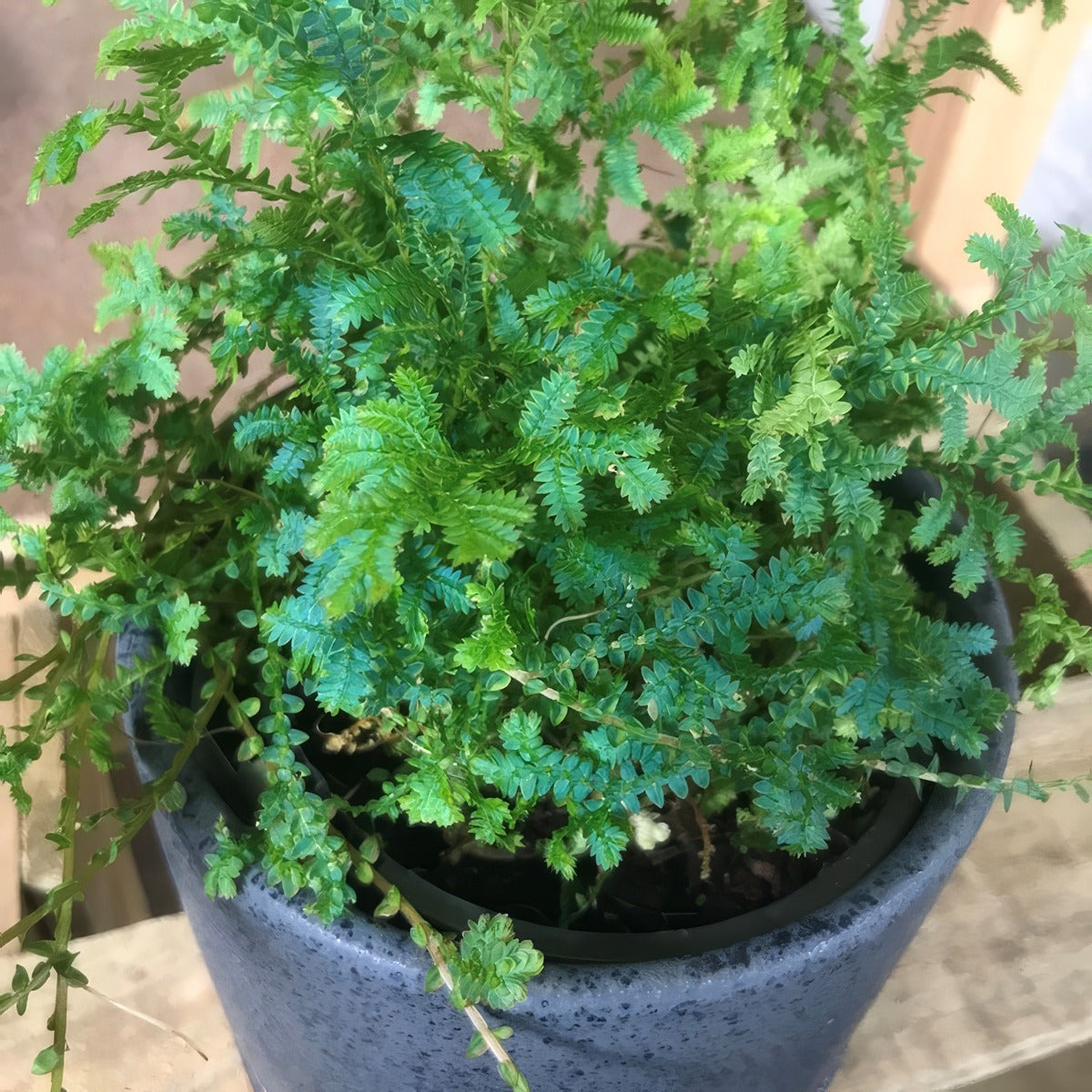 Selaginella Blue Club Moss P13selbcm - Garden Express Australia