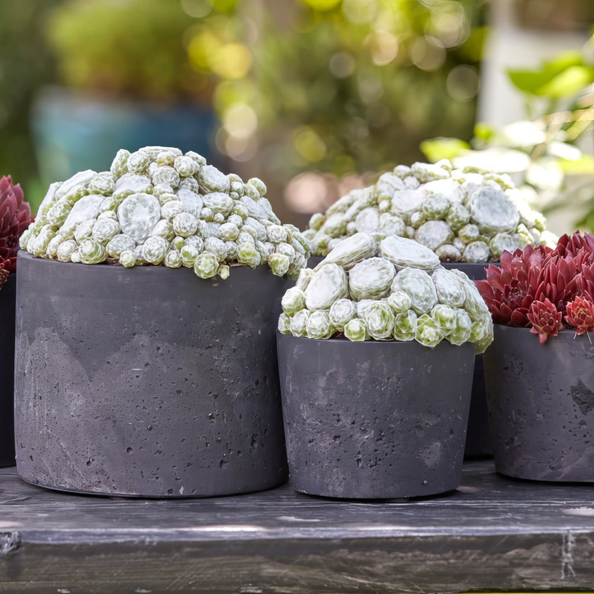 Sempervivum Colorockz Arctic White Plasemcaw - Garden Express Australia