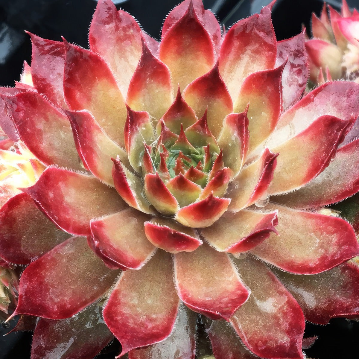 Sempervivum Butterscotch Baby Plasembba - Garden Express Australia