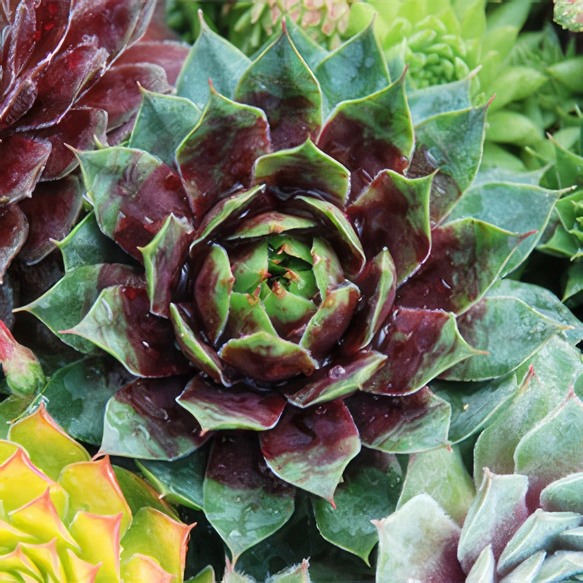 Sempervivum Cranberry Cocktail Garden - Garden Express Australia