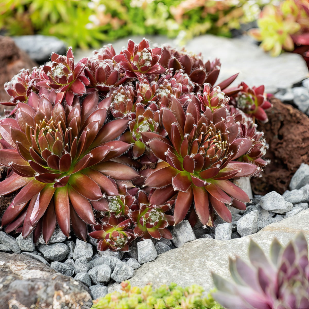 Sempervivum Cinnamon Starburst 1 Plasemcsb - Garden Express Australia