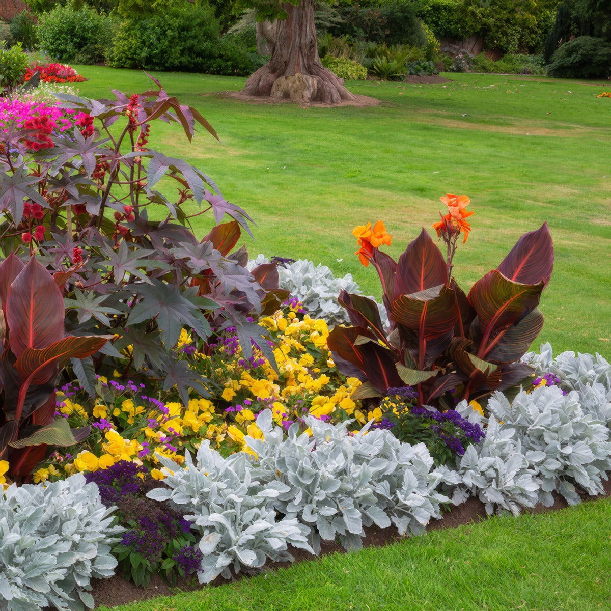 Senecio Angel Wings In Garden - Garden Express Australia