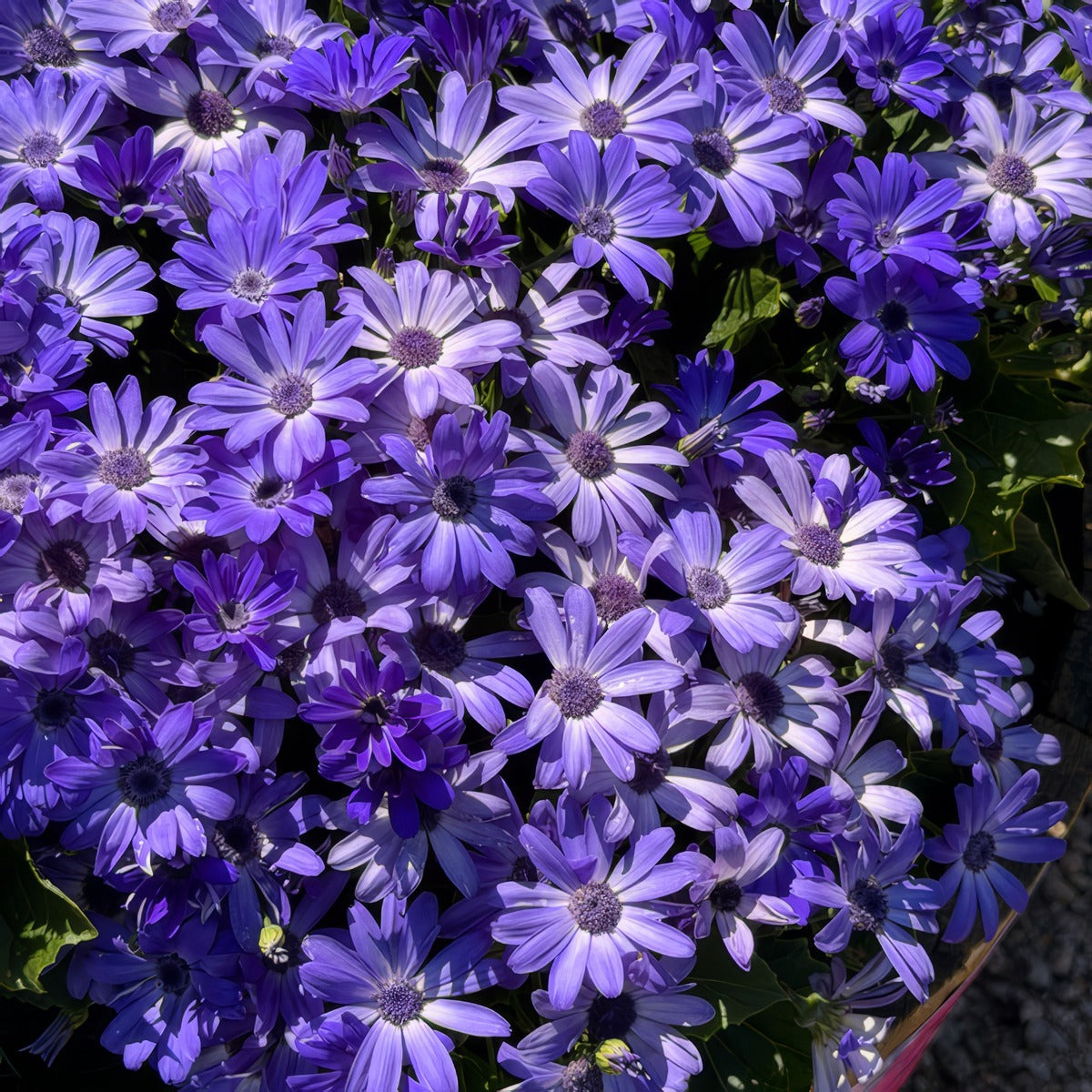 Senecio Mandala Blue Charme - Garden Express Australia