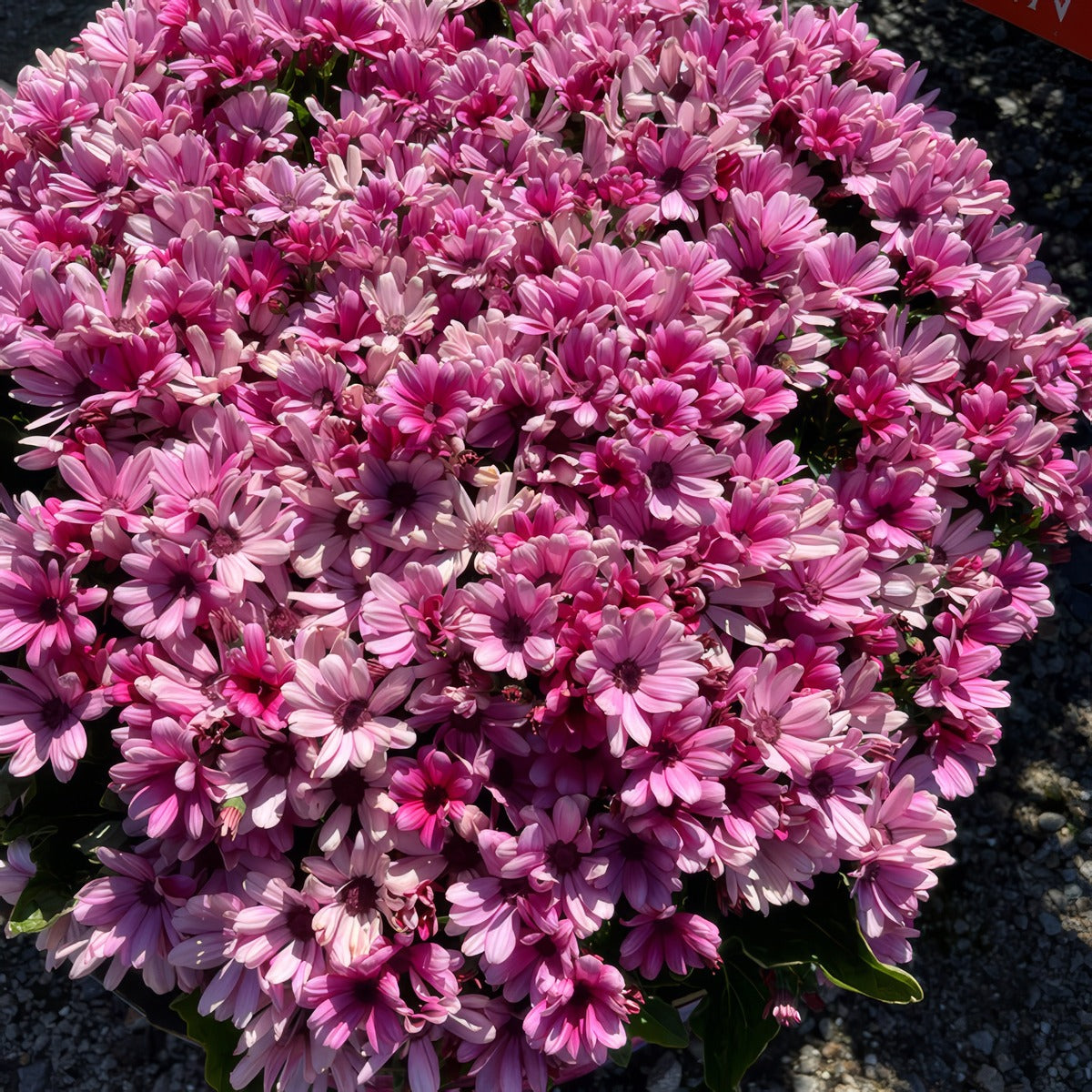 Senecio Mandala Salmon - Garden Express Australia