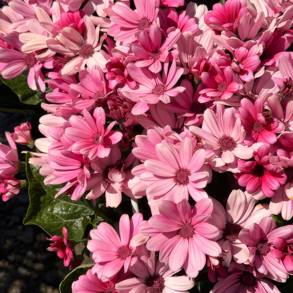 Senecio Mandala Salmon P68senmsm - Garden Express Australia