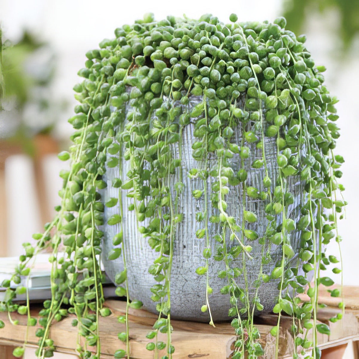 Senecio String Of Pearls Lposensop - Garden Express Australia