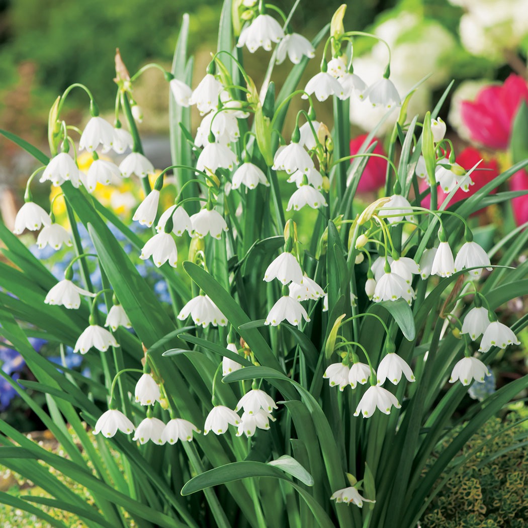 Snowflakes Pksnowfl - Garden Express Australia