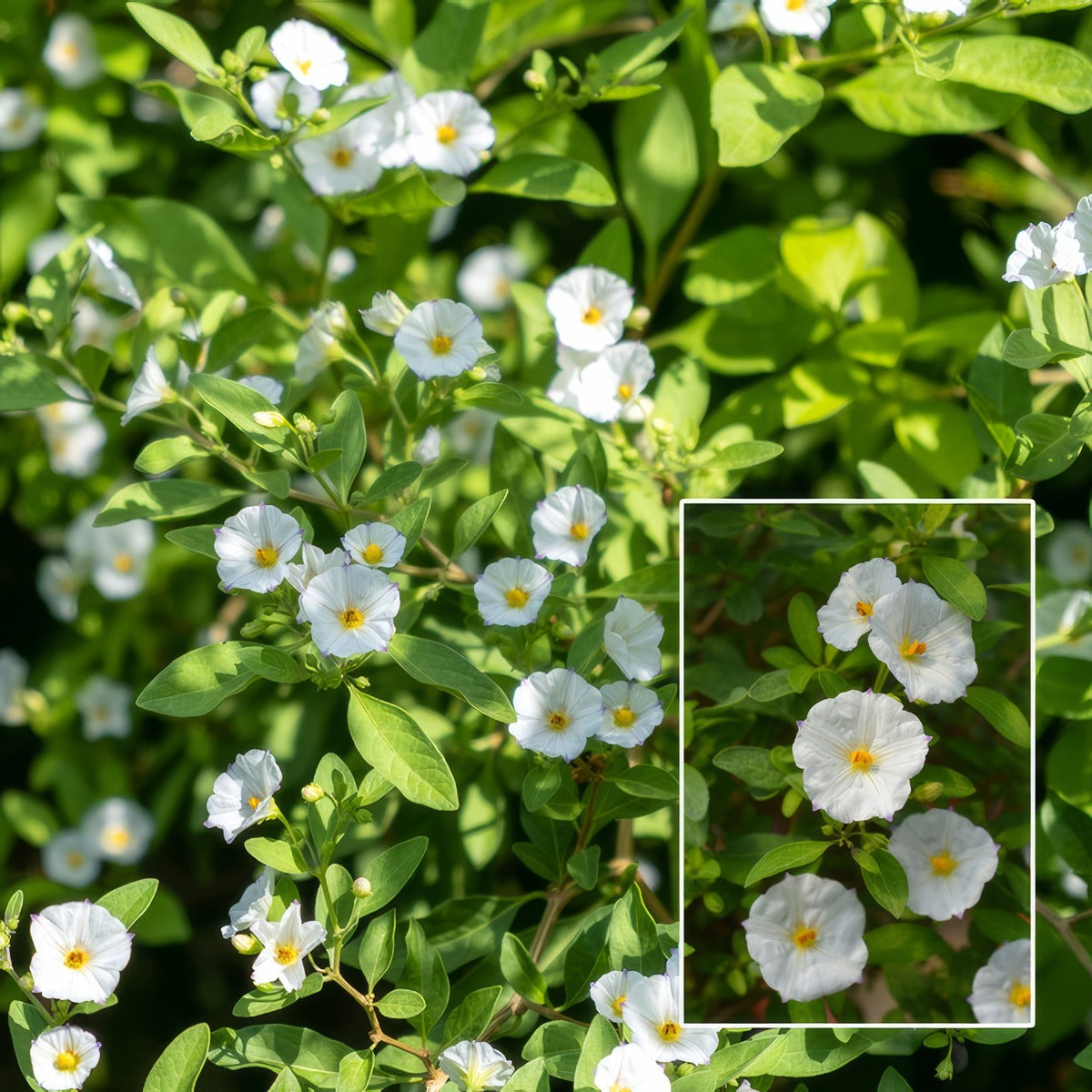 Solanum Potato Vine White 21 Pplsolpvw - Garden Express Australia