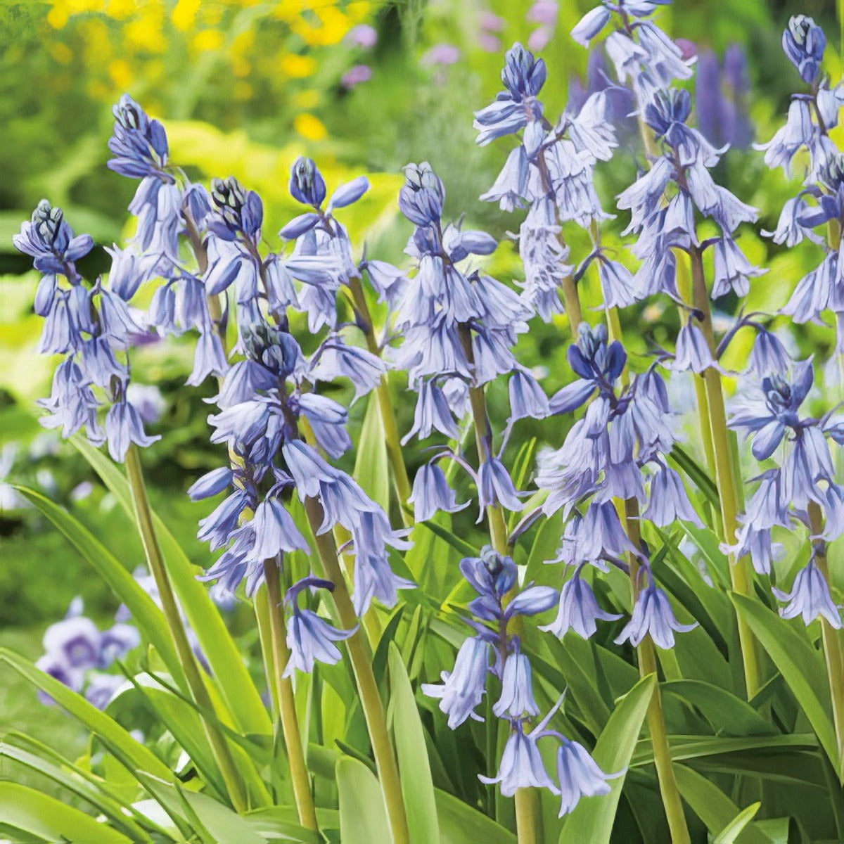 Spanishbells Scilla Blue 2011 Pksbeblu - Garden Express Australia