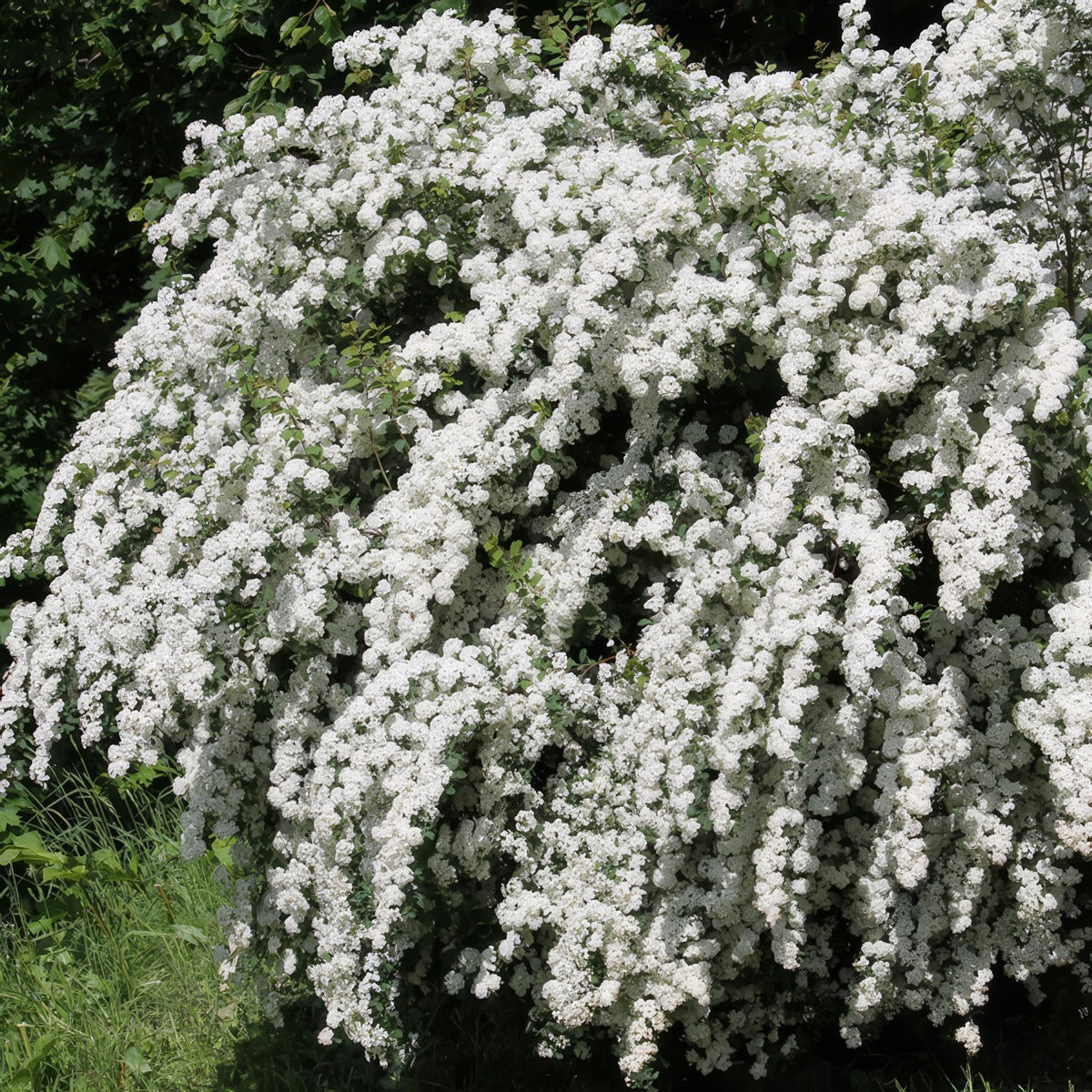 Spiraea Flore Pleno Lpospifpl - Garden Express Australia