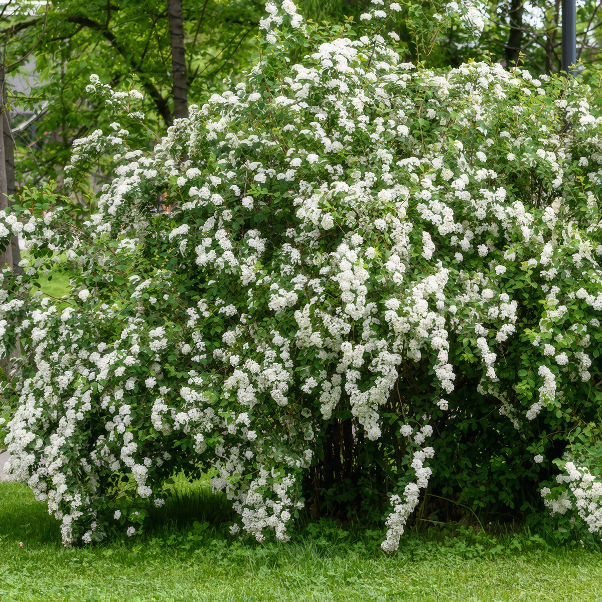 Spiraea Snowmound - Garden Express Australia