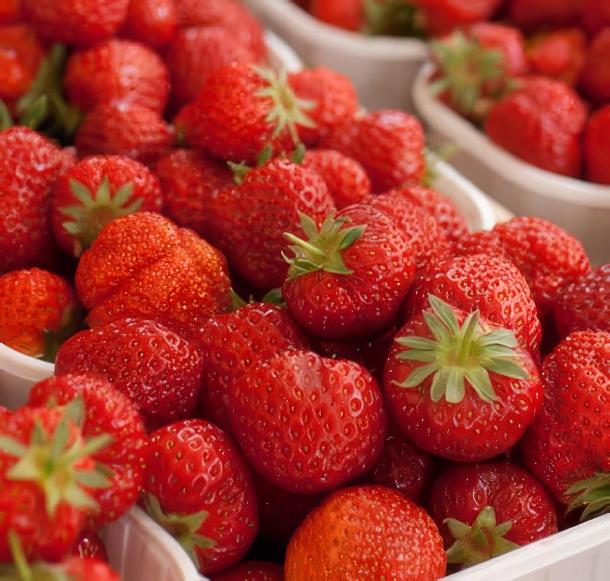 Strawberry Red Gauntlet Plastrrga - Garden Express Australia